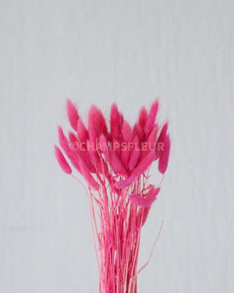 Buy Dried Flowers Pink Bunnytail for arrangements and home decor – Champs  Fleur