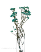 Light Blue Rice Flower Stems