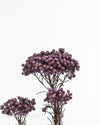 Purple Rice Flower Stems