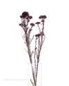 Purple Rice Flower Stems