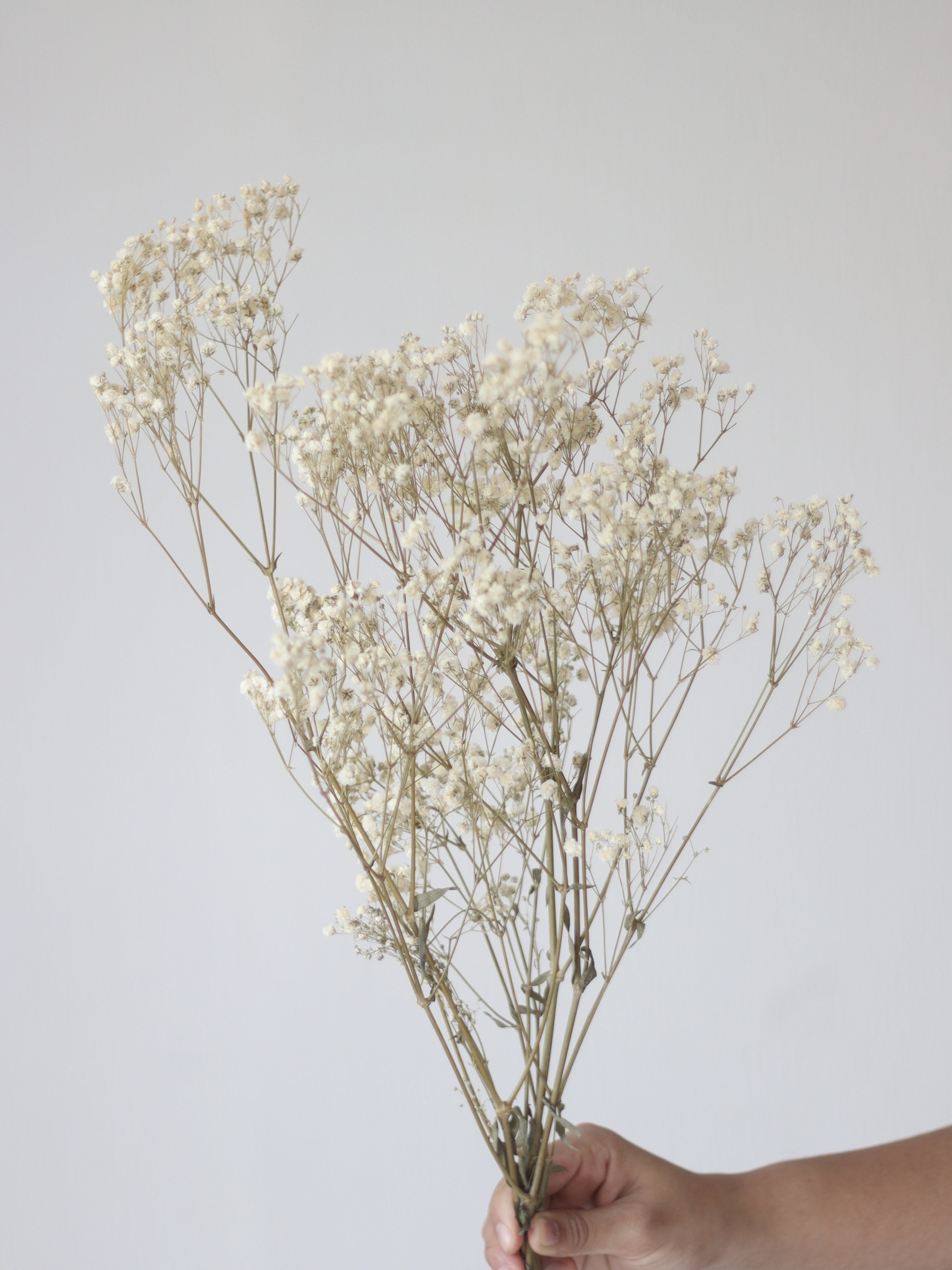 Naturally Dried Baby's Breath for Decor, Flower Arrangments, Resin Art or  Props – Champs Fleur